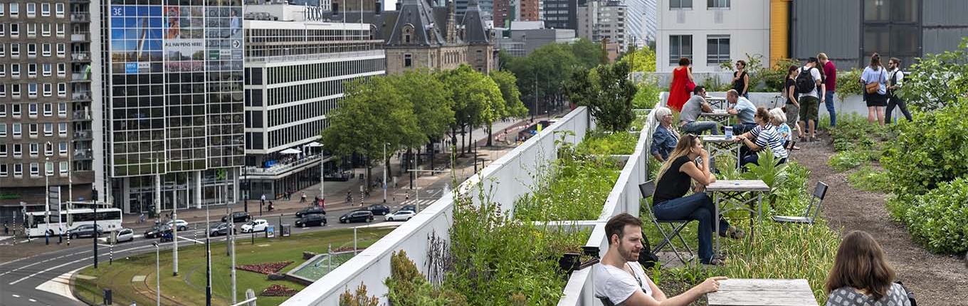  Eerste oogstbare dak in Rotterdam