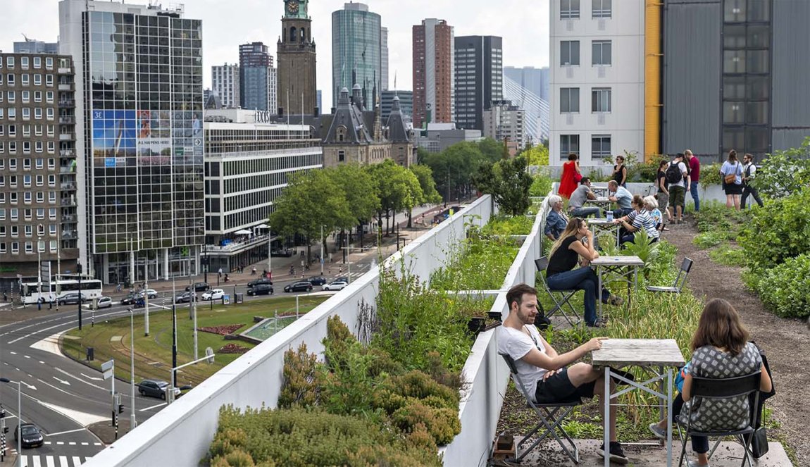  Eerste oogstbare dak in Rotterdam