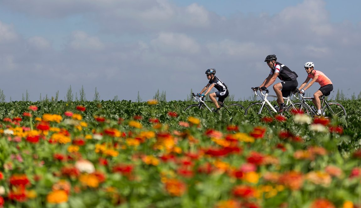 Gezin fietsend op een zomerse zondagmorgen langs een veld met bloemen