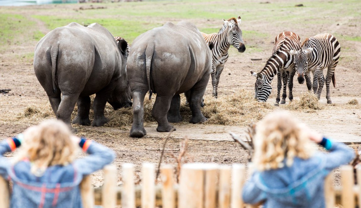 Kinderen kijken naar dieren in Safaripark Beekse Bergen Kinderen kijken naar dieren in Safaripark Beekse Bergen